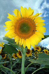 Image showing sunflower