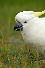 Image showing white cockatoo