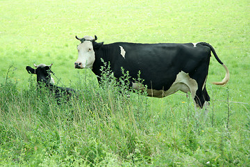 Image showing cows