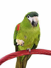 Image showing Miniature Noble Macaw 107