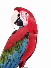 Image showing Green Wing Macaw 117