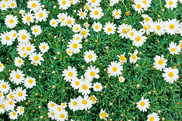 Image showing Camomile meadow