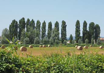 Image showing Hay bale