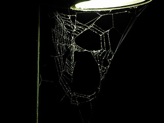 Image showing Spider web