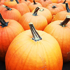 Image showing Big orange pumpkins