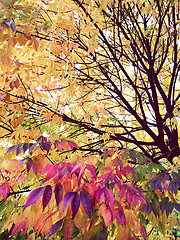 Image showing Purple and golden trees in autumn