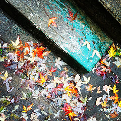 Image showing Autumn leaves on old stone steps