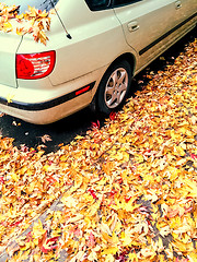 Image showing Car and golden maple leaves