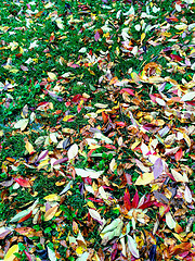 Image showing Colorful autumn leaves on green grass