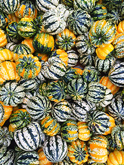 Image showing Variety of carnival squash