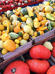 Image showing Colorful variety of squashes at the market