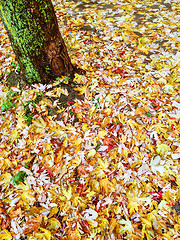 Image showing Mossy tree and golden autumn leaves