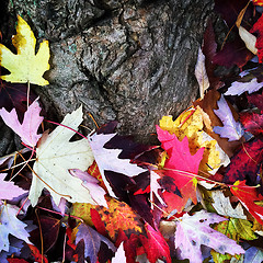 Image showing Tree trunk and bright autumn leaves