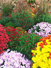 Image showing Colorful autumn chrysanthemums