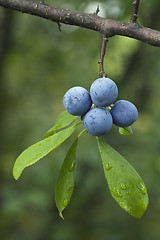 Image showing Prunus Spinosa