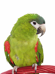 Image showing Miniature Noble Macaw 102