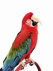 Image showing Green Wing Macaw 120