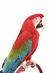 Image showing Green Wing Macaw 121