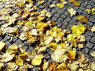 Image showing fall on cobblestone