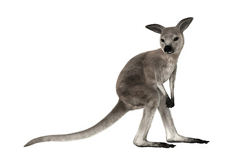 Image showing Joey