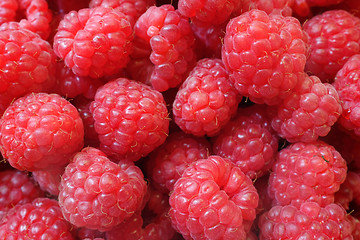 Image showing fresh berries Raspberry European, Rubus idaeus  