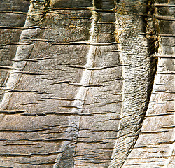 Image showing bark  kho   bay asia in isle white   tree    thailand  