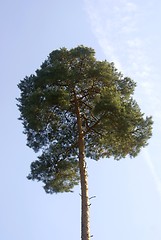 Image showing pine (Pinus sylvestris)
