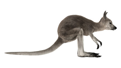 Image showing Joey