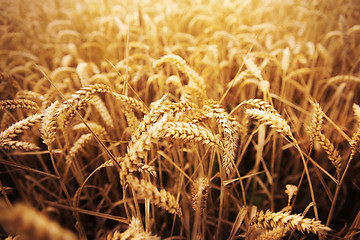 Image showing field of ripening wheat ears or rye spikes