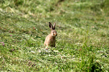 Image showing Young Rabbit