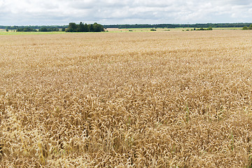 Image showing field of ripening wheat ears or rye spikes