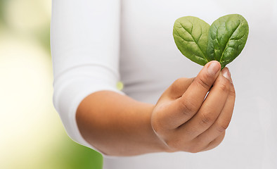 Image showing closeup woman hand with green sprout