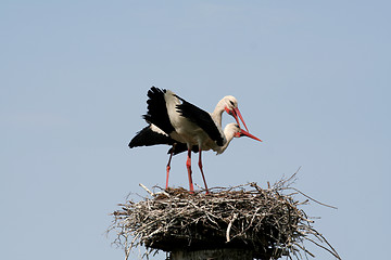 Image showing Storks