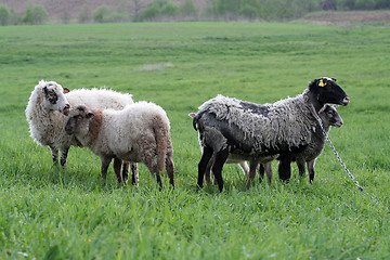 Image showing Sheep