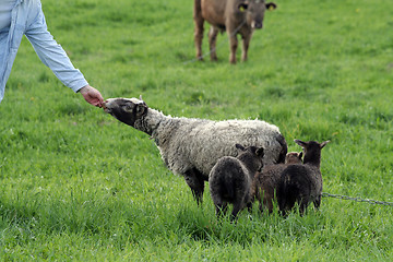 Image showing Sheep