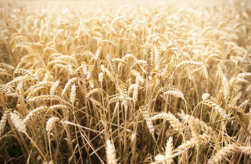 Image showing field of ripening wheat ears or rye spikes