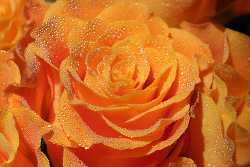 Image showing Rose