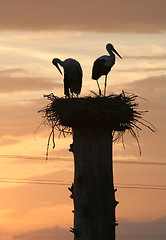 Image showing Storks