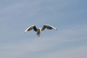 Image showing Flight