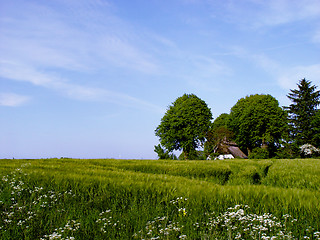 Image showing farm