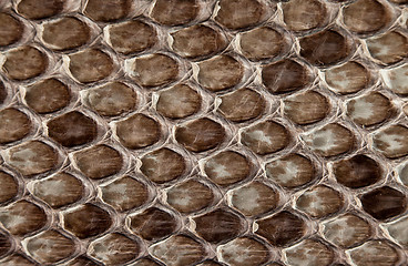 Image showing Snake skin.