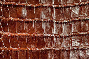 Image showing Crocodile skin