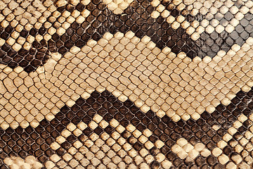 Image showing Snake skin.