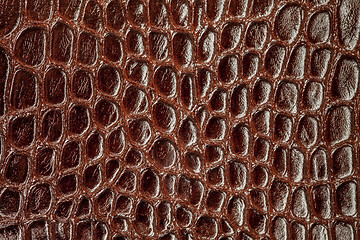 Image showing Snake skin.