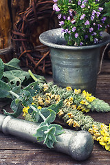 Image showing harvesting of medicinal herbs