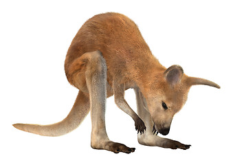 Image showing Joey