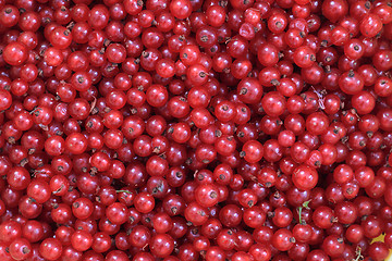 Image showing red currant background