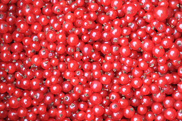 Image showing red currant background