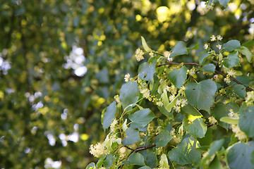 Image showing basswood flowers background