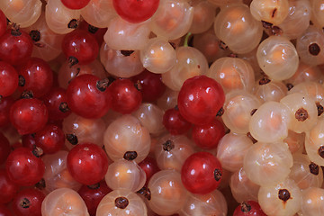 Image showing red and white currant background